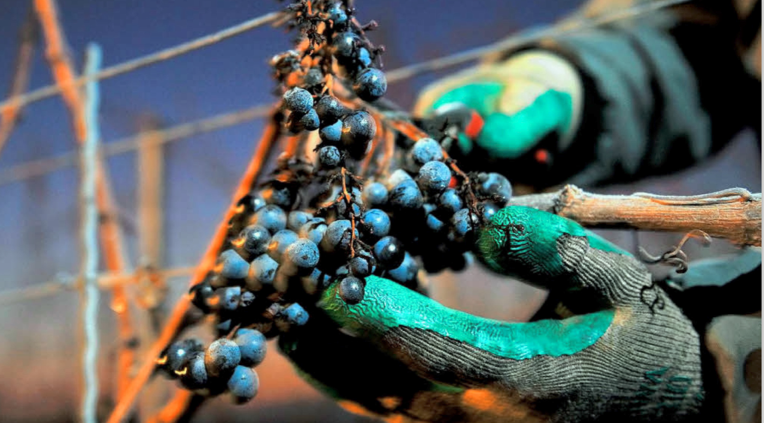 Grapevine Ministries - Image 5